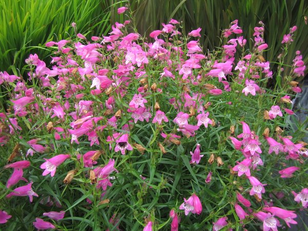 PENSTEMON x mexicale Sunburst Colours (1381-1)